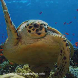 Dive Photo